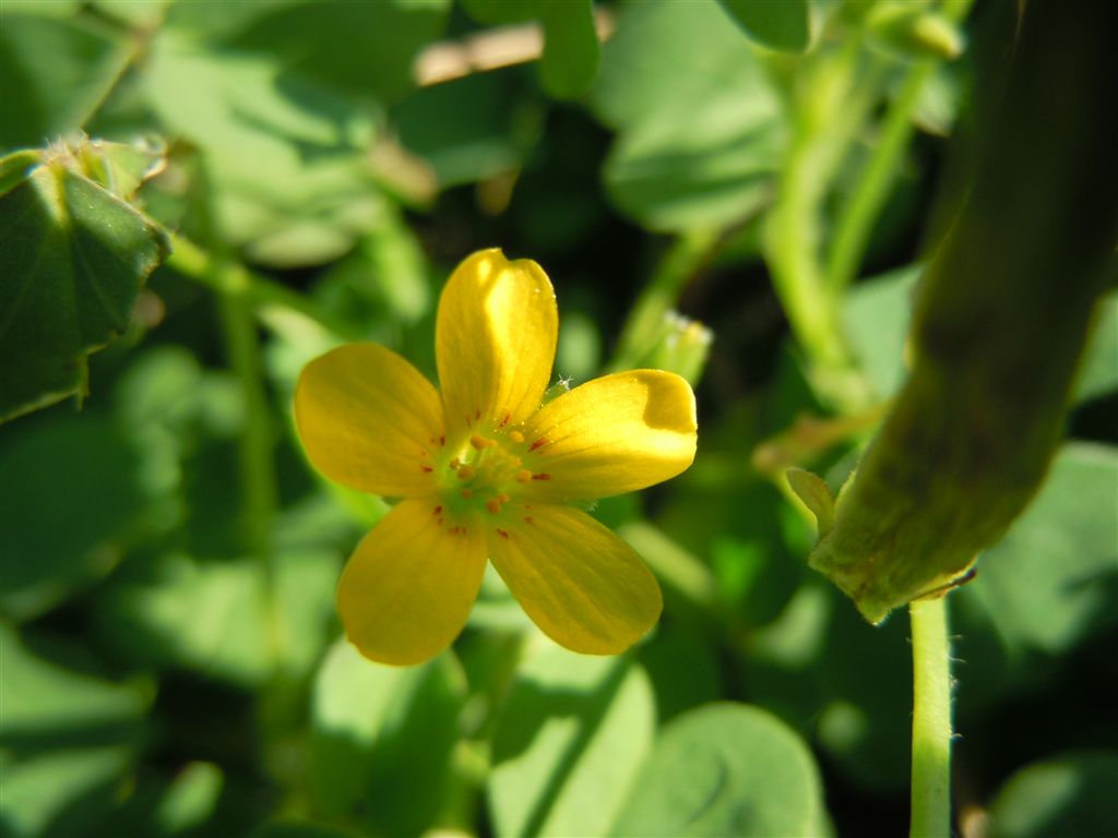 Oxalis corniculata